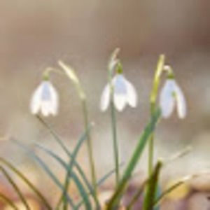 Meet your Posher, Marie